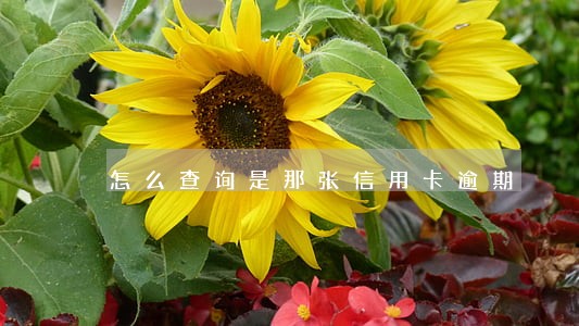 怎么查询是那张信用卡逾期 怎么查询是那张信用卡逾期