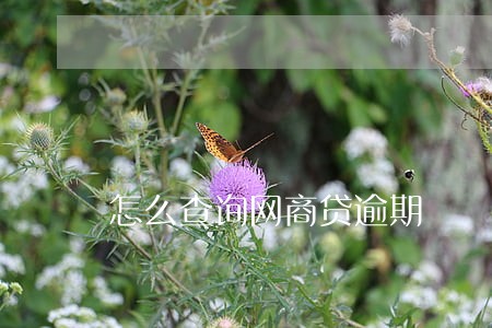 怎么查询网商贷逾期 怎么查询网商贷逾期