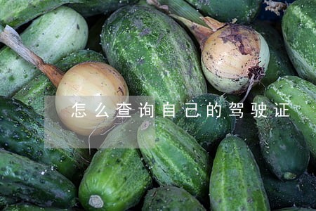 怎么查询自己的驾驶证 怎么查询自己的驾驶证