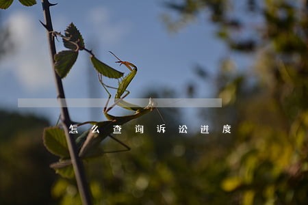 怎么查询诉讼进度 怎么查询诉讼进度