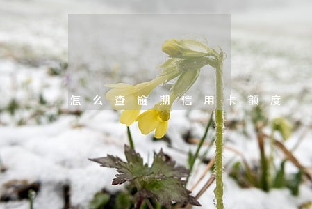 怎么查逾期信用卡额度 怎么查逾期信用卡额度