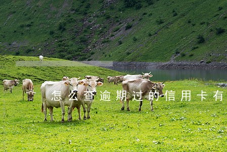 怎么查逾期过的信用卡有没有注销 怎么查逾期过的信用卡有没有注销
