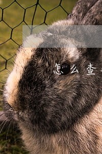 怎么查银行贷款和逾期滞纳金 怎么查银行贷款和逾期滞纳金