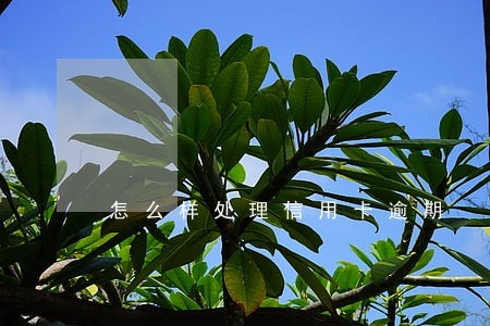 怎么样处理信用卡逾期