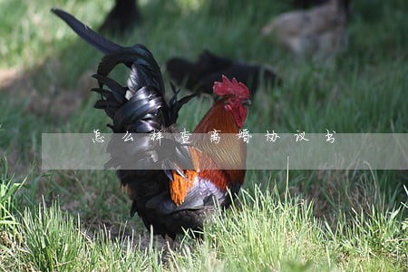 怎么样查离婚协议书 怎么样查离婚协议书