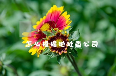 怎么根据地址查公司 怎么根据地址查公司
