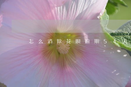 怎么消除花呗逾期54天 怎么消除花呗逾期54天