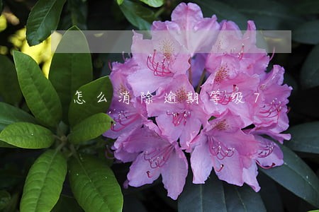 怎么消除逾期等级7 怎么消除逾期等级7