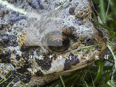 怎么申请信用卡撤销逾期记录