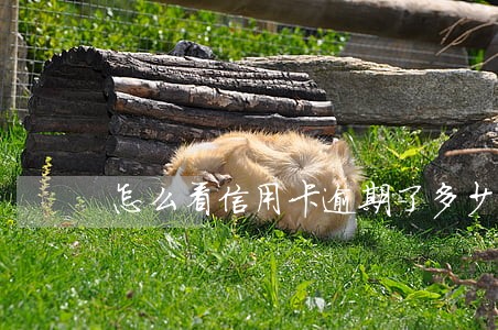 怎么看信用卡逾期了多少 怎么看信用卡逾期了多少