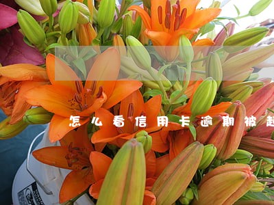 怎么看信用卡逾期被起诉没有 怎么看信用卡逾期被起诉没有