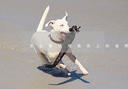 怎么看信用报告上的逾期次数 怎么看信用报告上的逾期次数