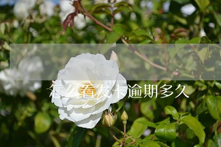 怎么看发卡逾期多久