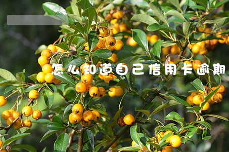 怎么知道自己信用卡逾期 怎么知道自己信用卡逾期