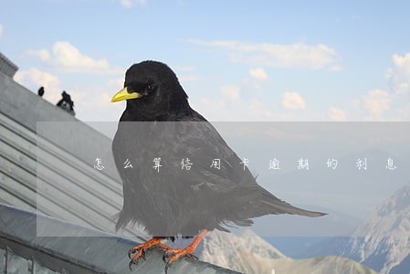 怎么算信用卡逾期的利息 怎么算信用卡逾期的利息