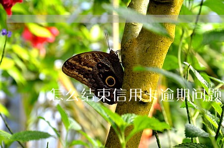 怎么结束信用卡逾期问题 怎么结束信用卡逾期问题