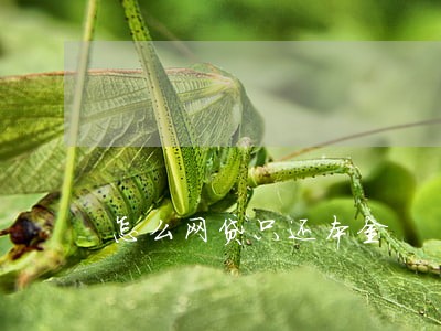 怎么网贷只还本金 怎么网贷只还本金