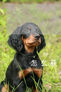 怎么获取法律顾问网站 怎么获取法律顾问网站