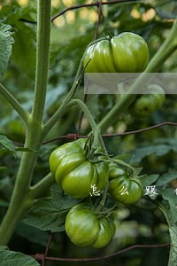 怎么跟催收协商只还本金 怎么跟催收协商只还本金