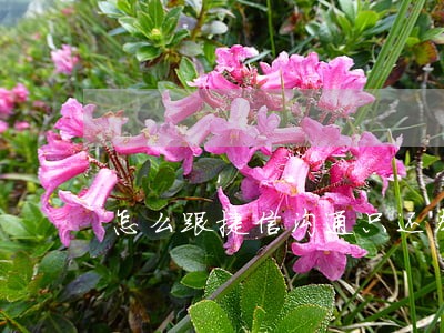 怎么跟捷信沟通只还本金 怎么跟捷信沟通只还本金