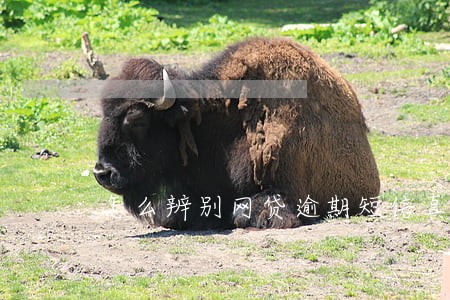 怎么辨别网贷逾期短信真假 怎么辨别网贷逾期短信真假
