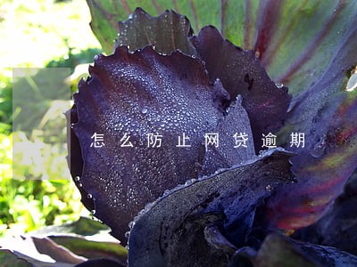 怎么防止网贷逾期 怎么防止网贷逾期