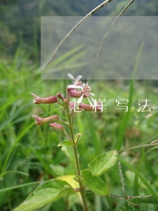 怎样写法律援助困难申请