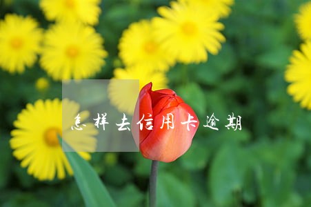 怎样去信用卡逾期 怎样去信用卡逾期
