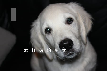 怎样参拍拍卖 怎样参拍拍卖