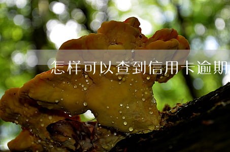 怎样可以查到信用卡逾期 怎样可以查到信用卡逾期