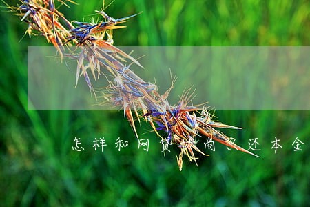 怎样和网贷协商只还本金 怎样和网贷协商只还本金
