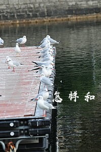 怎样和高利贷谈只还本金 怎样和高利贷谈只还本金