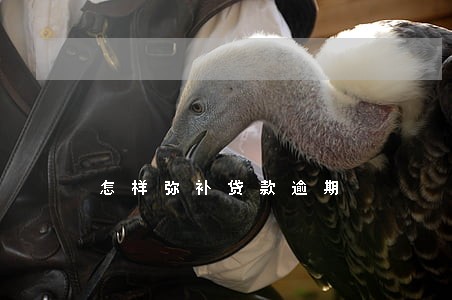 怎样弥补贷款逾期 怎样弥补贷款逾期