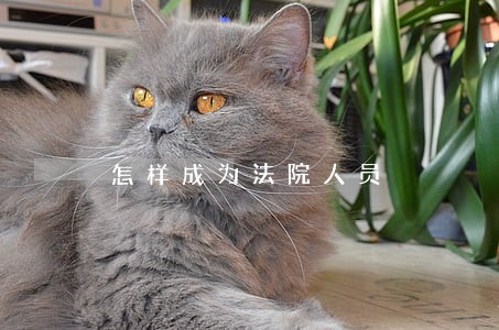 怎样成为法院人员 怎样成为法院人员