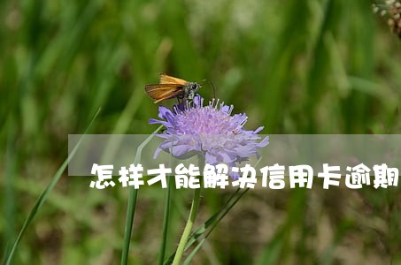 怎样才能解决信用卡逾期问题 怎样才能解决信用卡逾期问题