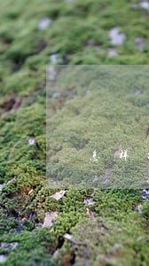 怎样打保险官司纠纷案件律师咨询 怎样打保险官司纠纷案件律师咨询
