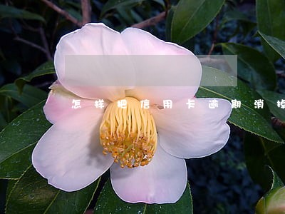 怎样把信用卡逾期消掉 怎样把信用卡逾期消掉