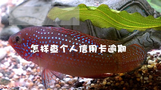 怎样查个人信用卡逾期 怎样查个人信用卡逾期