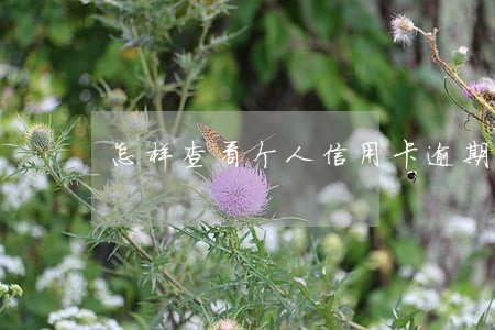 怎样查看个人信用卡逾期记录