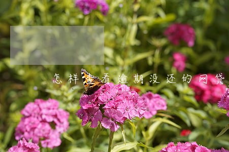 怎样查看逾期没还的网贷 怎样查看逾期没还的网贷