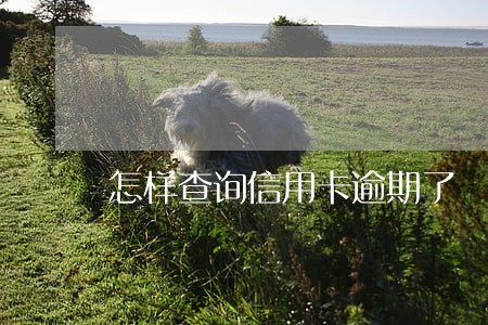 怎样查询信用卡逾期了 怎样查询信用卡逾期了