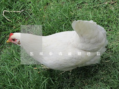 怎样申请逾期还款 怎样申请逾期还款