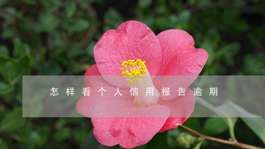 怎样看个人信用报告逾期 怎样看个人信用报告逾期