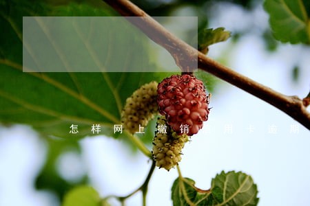 怎样网上撤销信用卡逾期 怎样网上撤销信用卡逾期