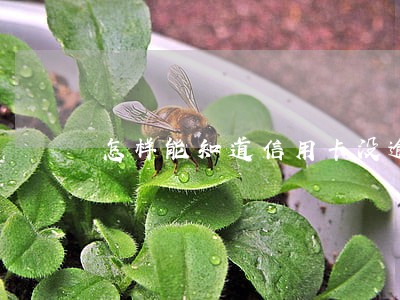 怎样能知道信用卡没逾期