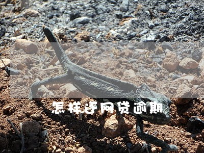 怎样还网贷逾期 怎样还网贷逾期