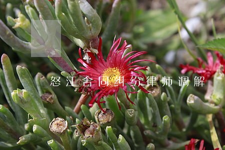 怒江合同纠纷律师调解 怒江合同纠纷律师调解
