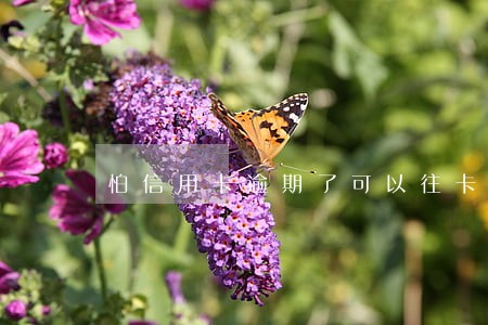 怕信用卡逾期了可以往卡里打钱
