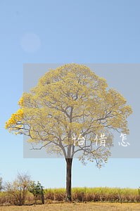 怡借怎么协商只还本金