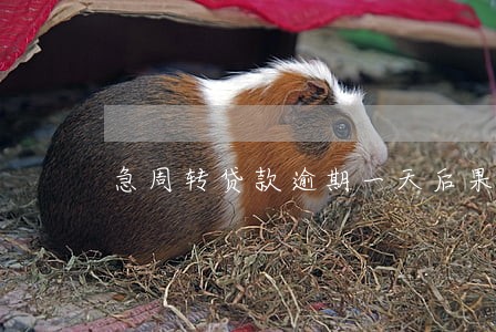 急周转贷款逾期一天后果 急周转贷款逾期一天后果